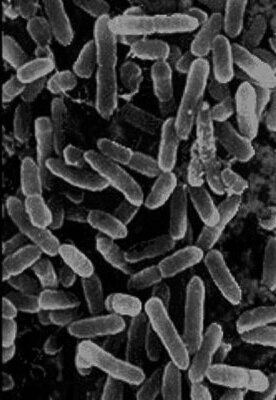 lactobacillus_acidophilus lactobacillus_acidophilus