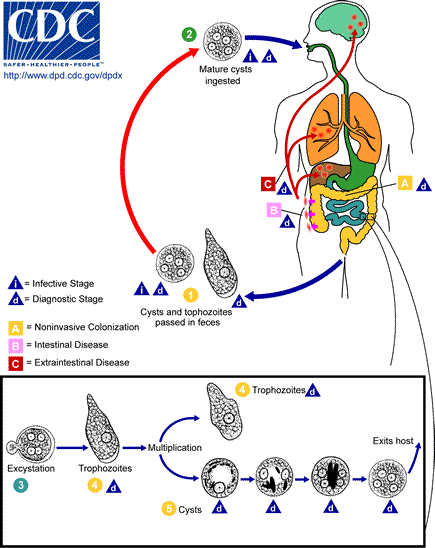Amebiasis_LifeCycle