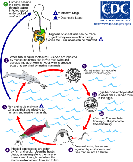 Anisakis_LifeCycle