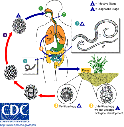 Ascariasis_LifeCycle