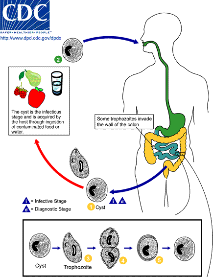 Balantidium_LifeCycle