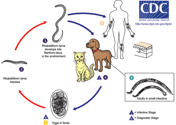 CLM_LifeCycle