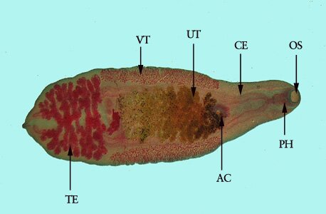 C_sinensis_adult_BAM2_labels
