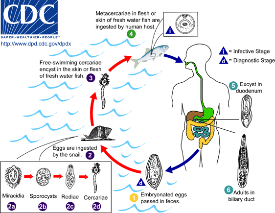 Clonorchis_LifeCycle