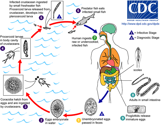 D_latum_LifeCycle
