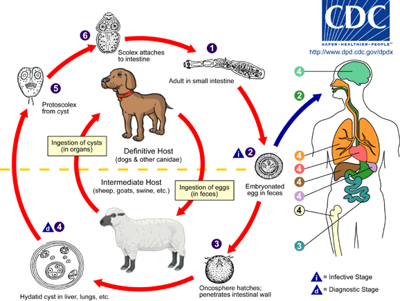 Echinococcus_LifeCycle