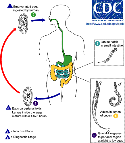 Enterobius_LifeCycle