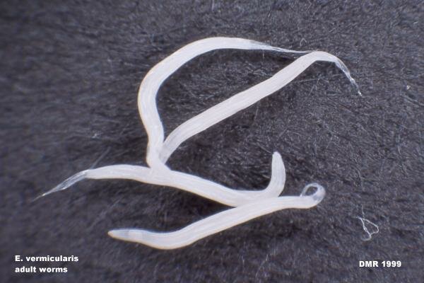 pin worms in dogs canine pinworms pin worms in dogs canine pinworms