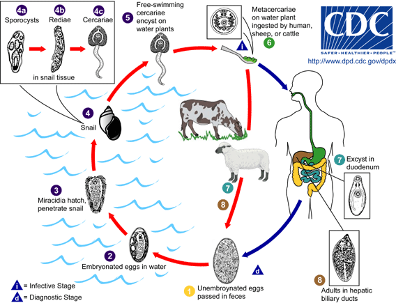 Fasciola_LifeCycle