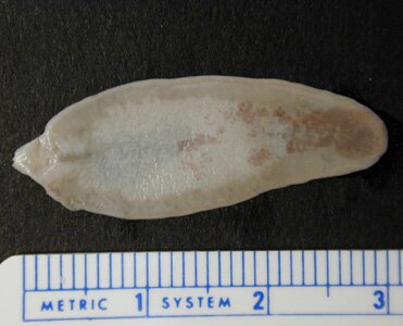Fasciola_adult_unstained1