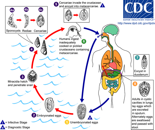 Paragonimus_LifeCycle