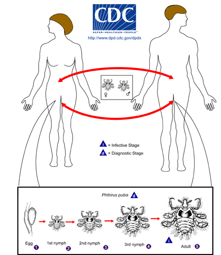Phthiriasis_LifeCycle