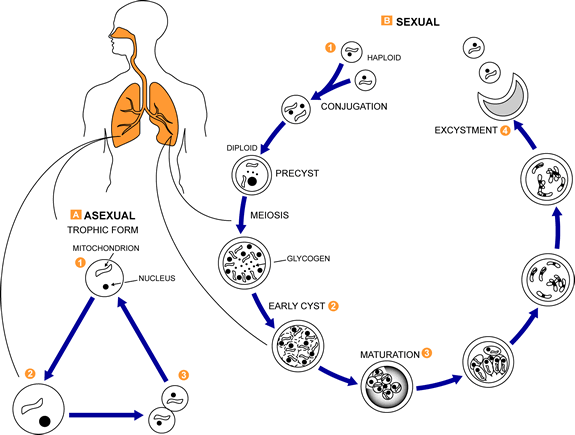 Pneumocystis_LifeCycle