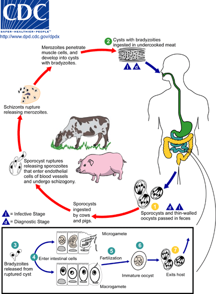 Sarcocystis_LifeCycle_v3