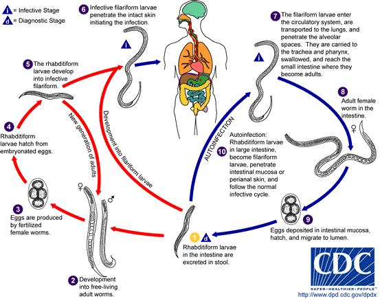 Strongyloides_LifeCycle