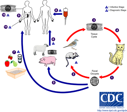 Toxoplasma_LifeCycle_BAM1