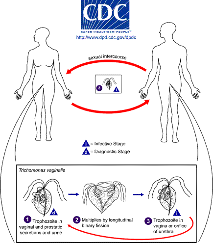 Trichomonas_LifeCycle