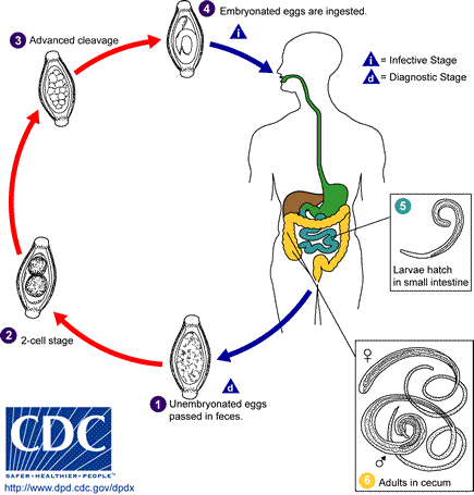 Trichuris_LifeCycle