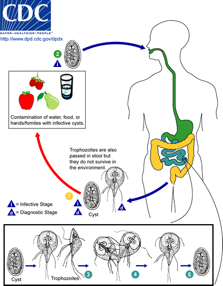 giardia_lifecycle
