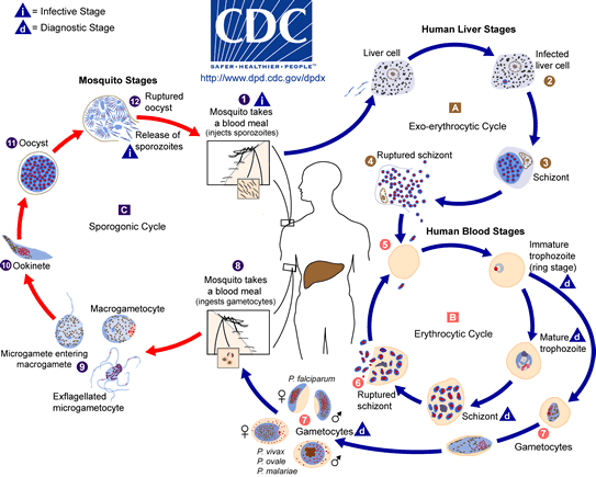 malaria_LifeCycle