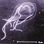 parasites3