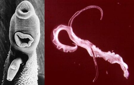schistosoma-schistosoma-japonicum
