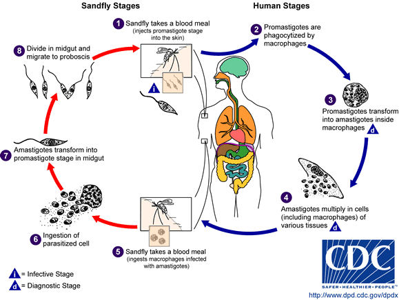 enterobius vermicularis life cycle cdc enterobius vermicularis life cycle cdc